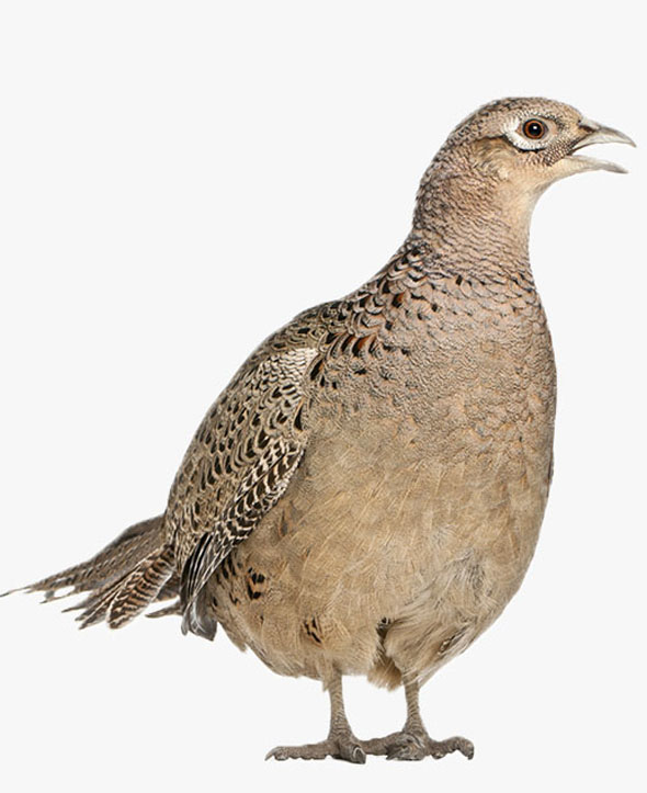 Avantages d’un site web pour votre domaine chasse