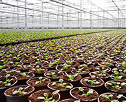 Conception de site web pour votre domaine jardin
